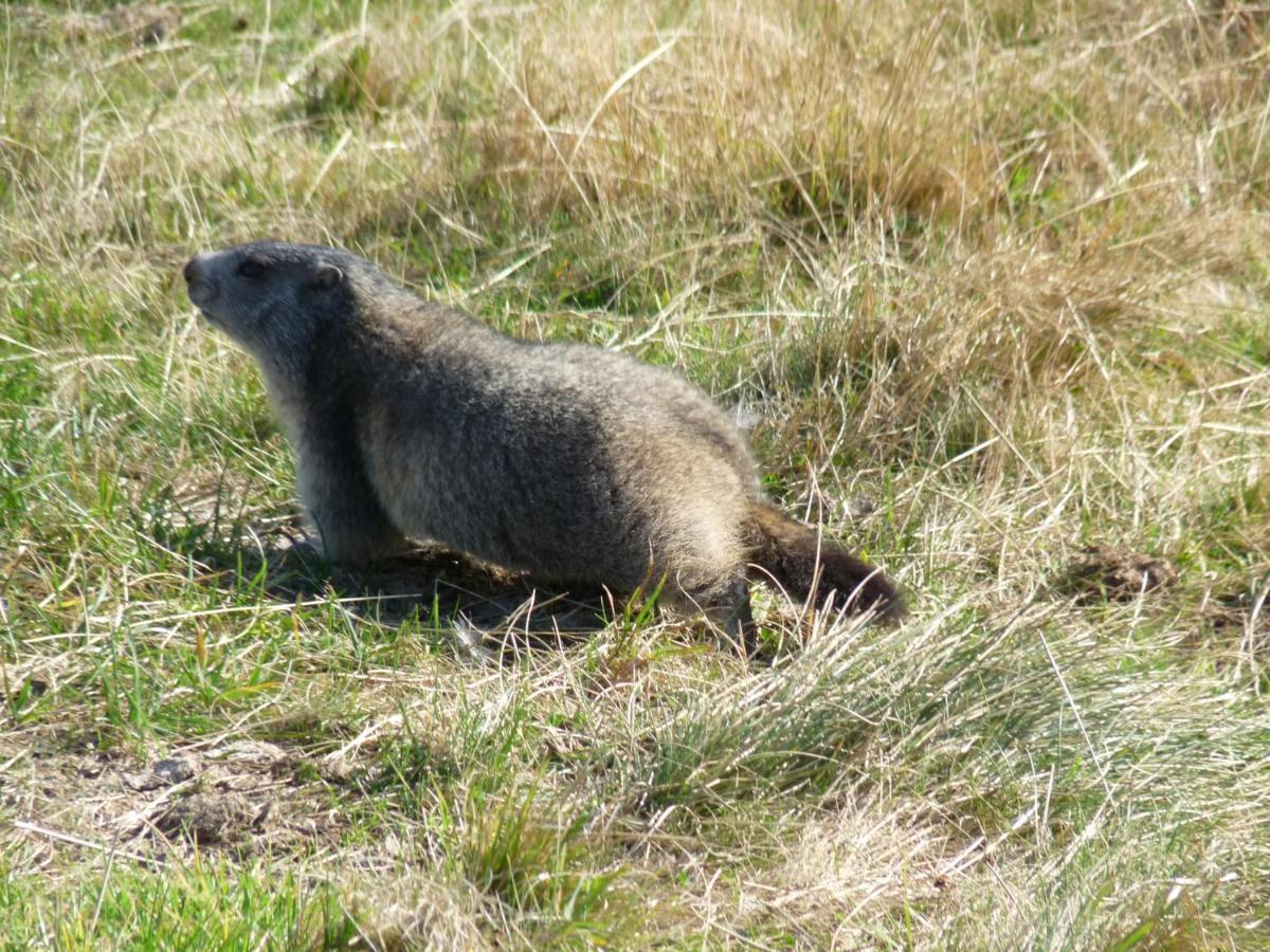 Les Marmottes 2 Etoiles Nn Hotel
